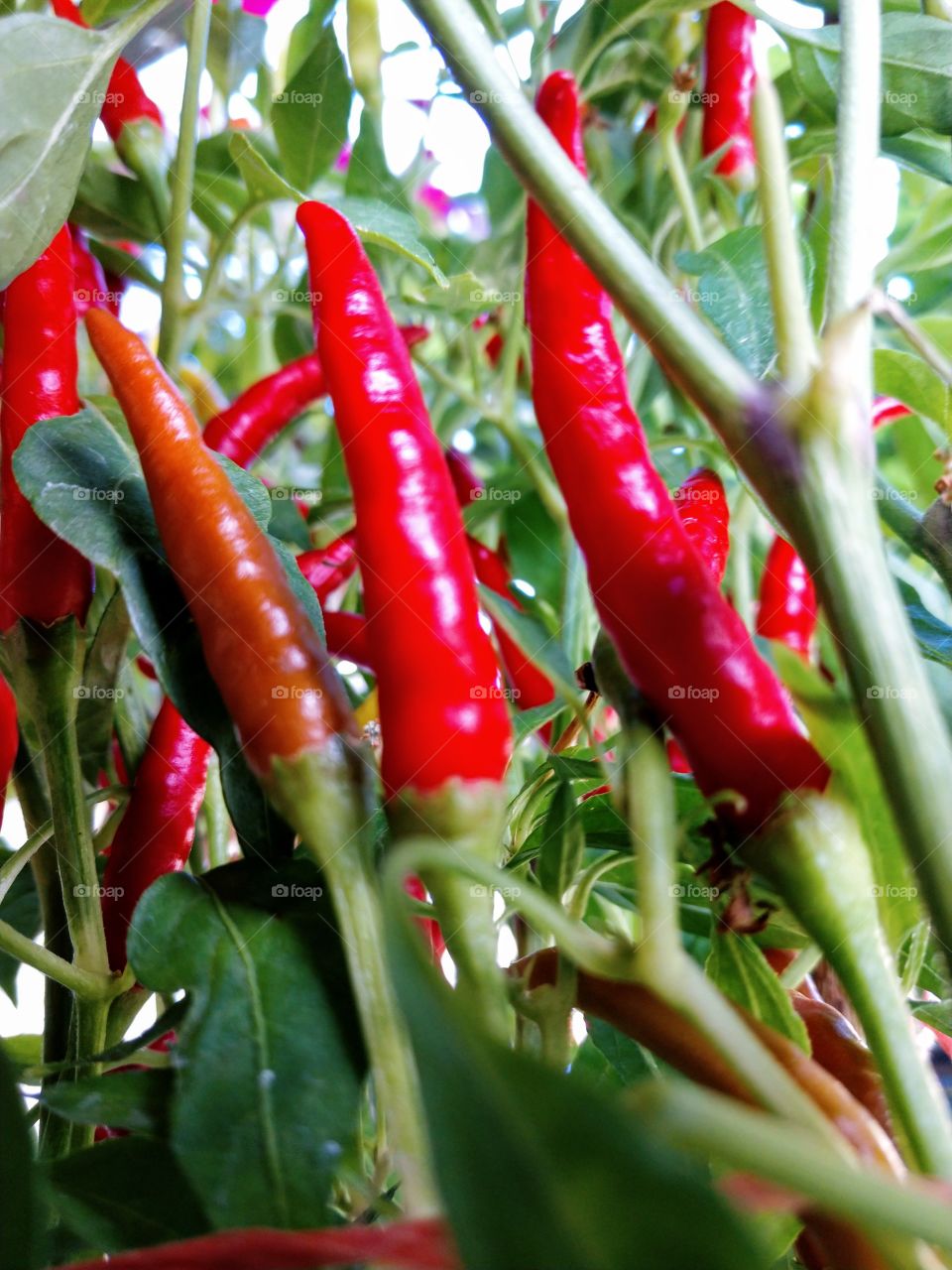 garden chili peppers