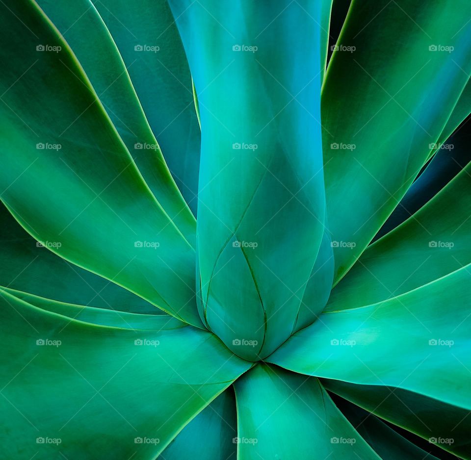 Green plant halo of Foxtail Agave Attennuata