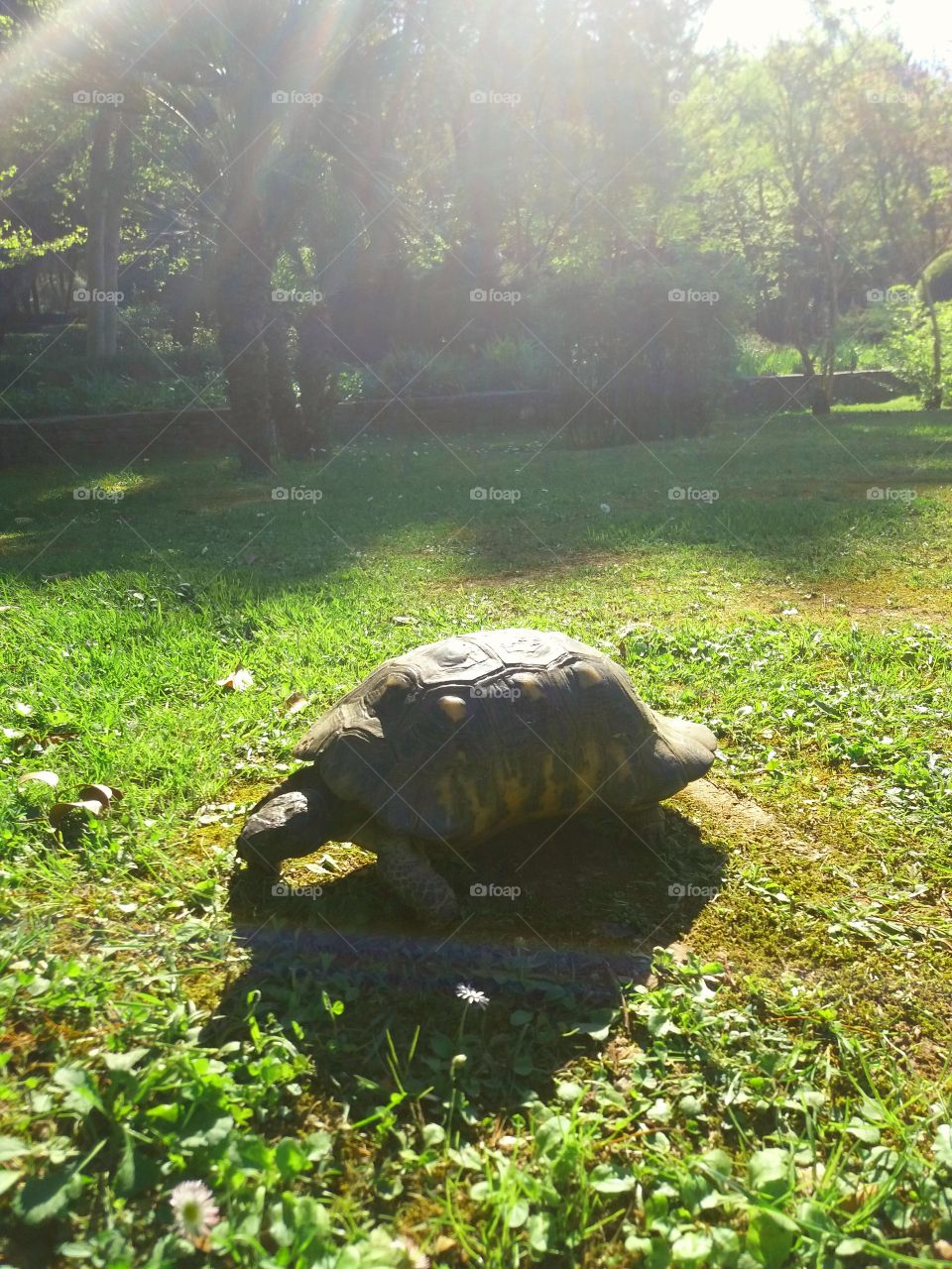 Turtle on the grass