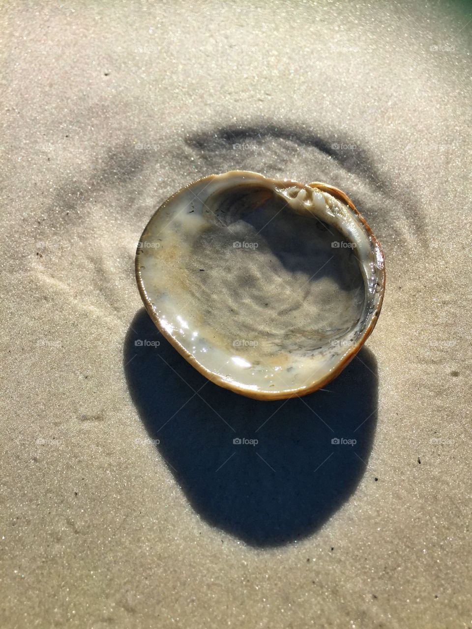 Water in shell 
