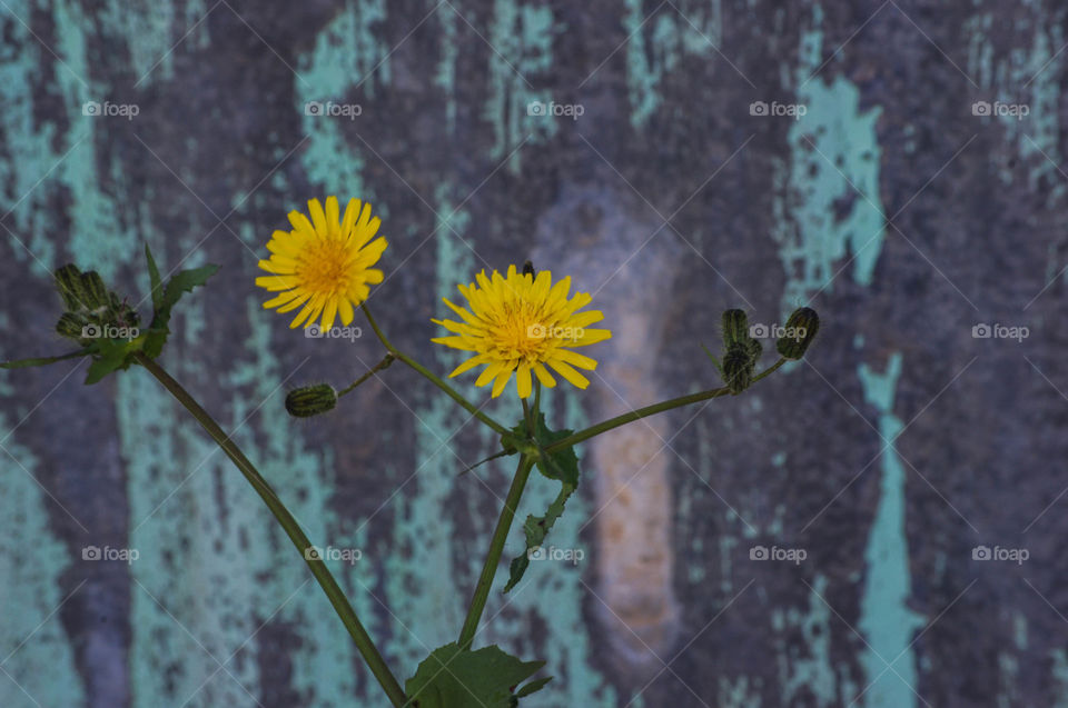 yellow flower on a blue background