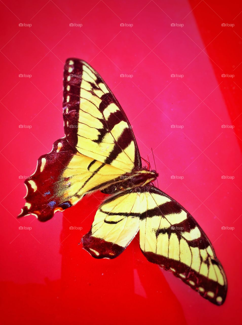 Butterfly . A butterfly landed on my car.