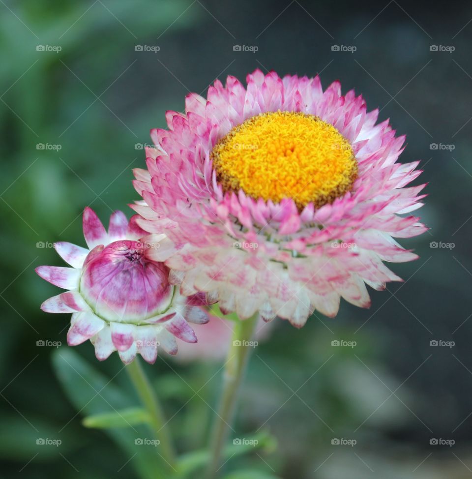 plant life, pink and white flower growing in a community garden.