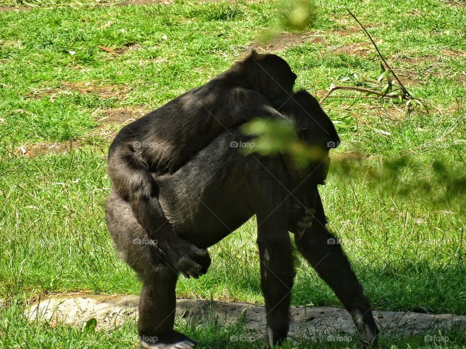 Baby gorilla riding on mother