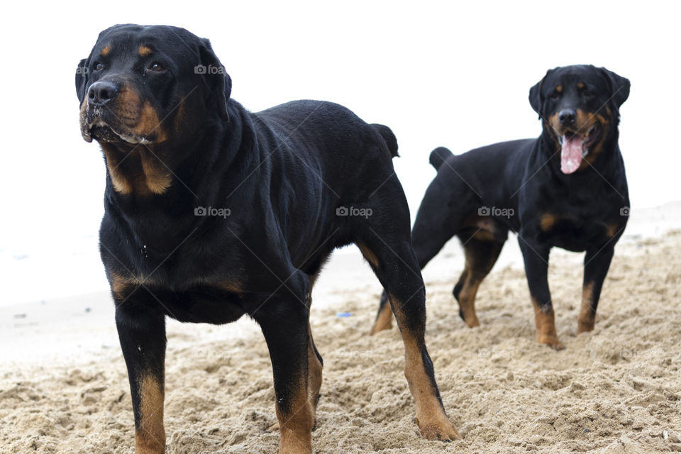 Puppies waiting for command