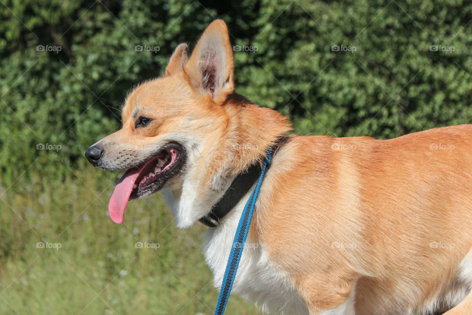 breed corgi dog for a walk