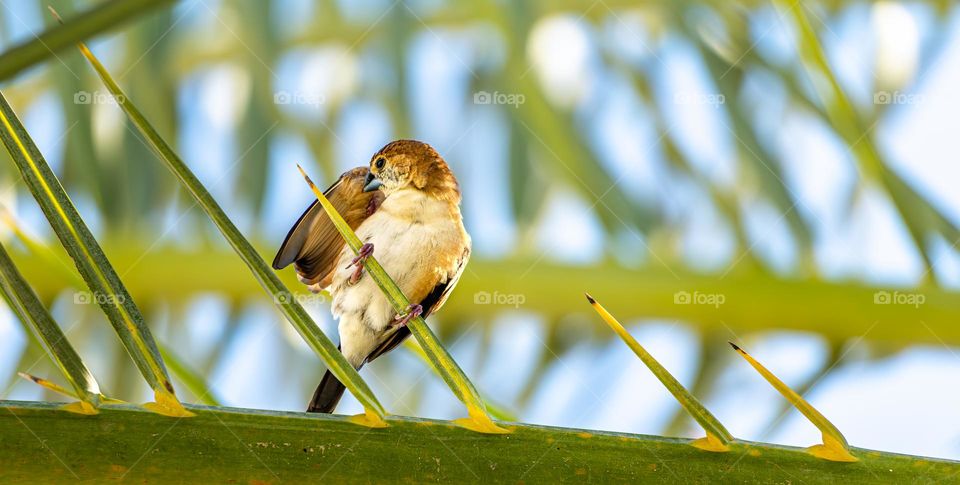 a small bird sits on a green palm branch