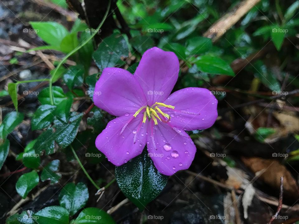 Wet pink flower with raindrops