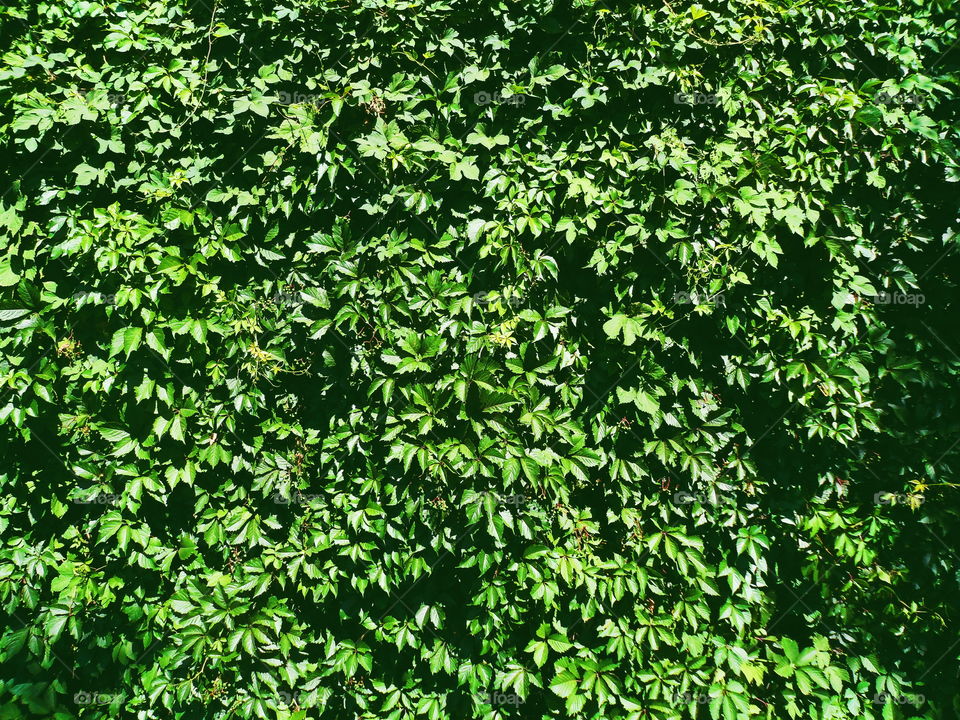 texture of green leaves of a wild vineyard