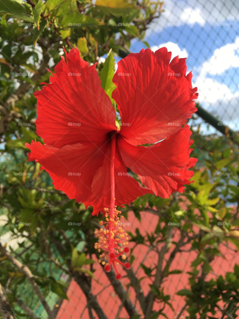 Passeio maravilhoso à cidade de Maragogi, um paraíso no estado de Alagoas, litoral do Nordeste do Brasil. 