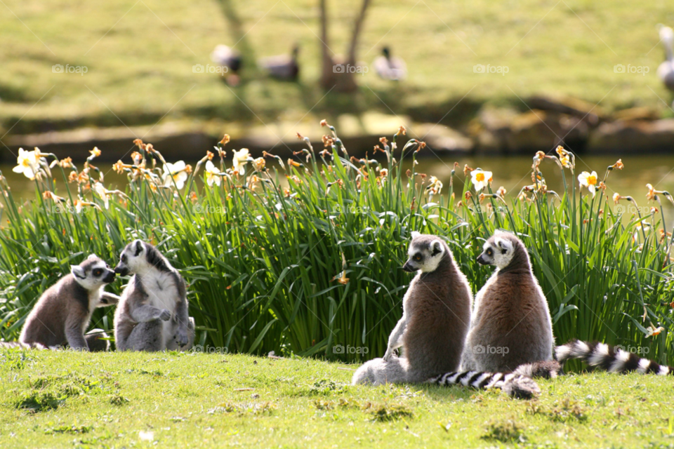 Group of lemur sitting on grass