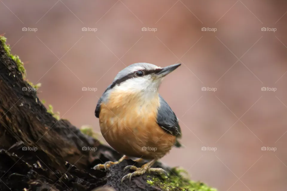 Nuthatch