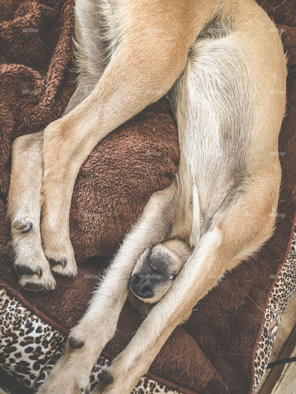 A dog asleep, upside down with his nose sticking out between his paws, he’s all legs