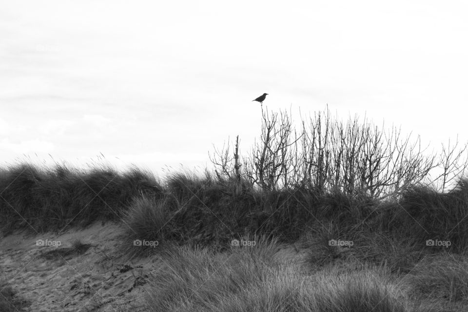 Black and white photo of a bird sitting high in a bush in a sand dune ... 