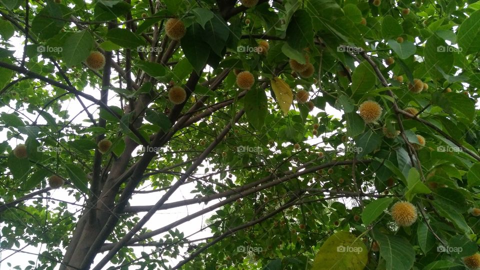 A beautiful fruit tree in the Forest.