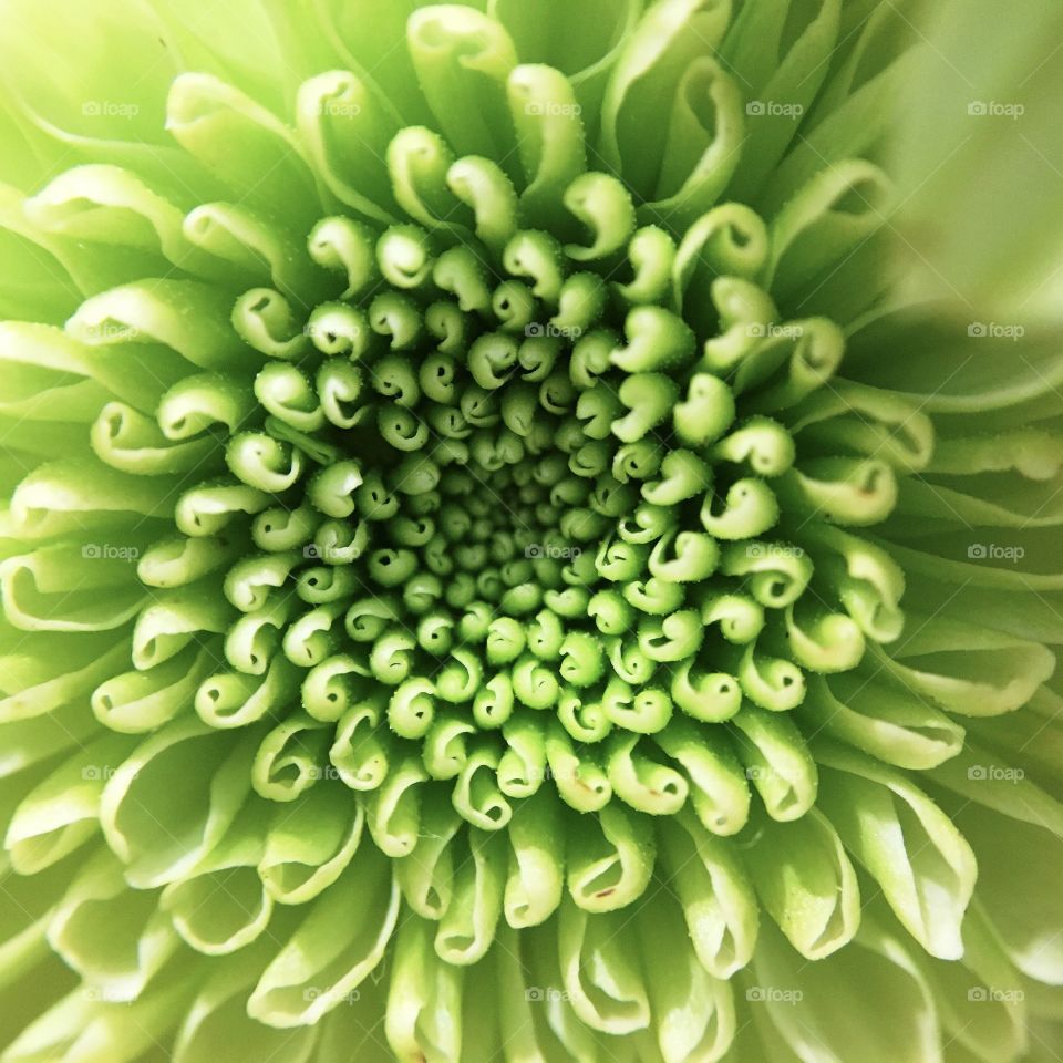 Chrysanthemum Closeup 