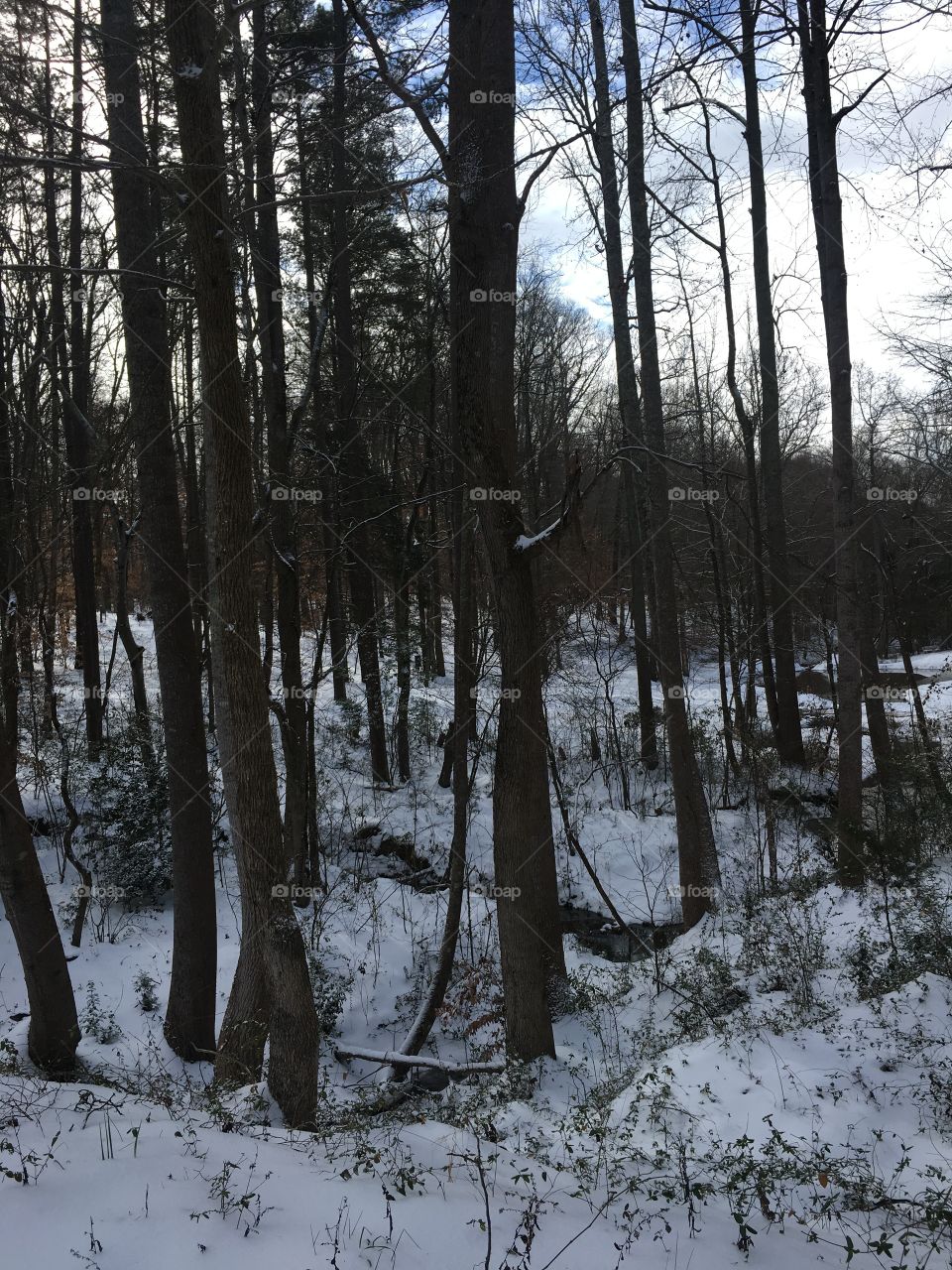 snow & trees 