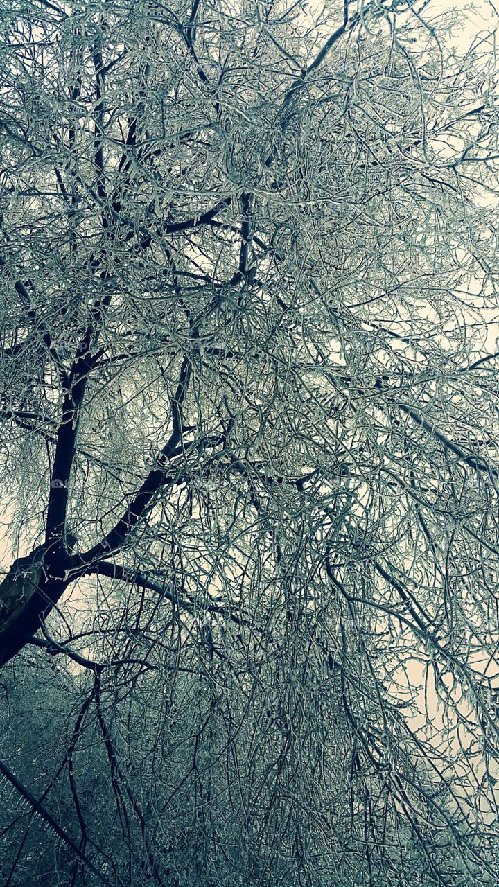 Low angle view of snow covered tree