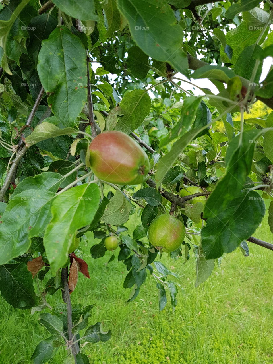 Apple Tree