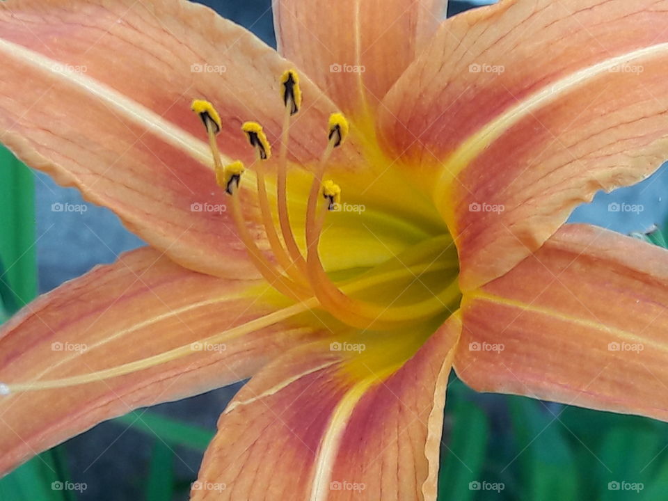 Close-up of Lily stamens