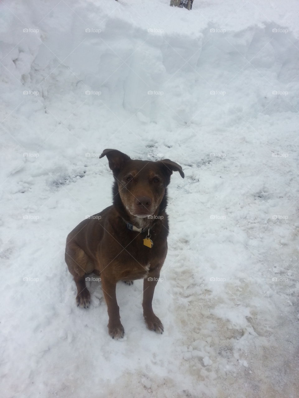 Buddy Loves Snow