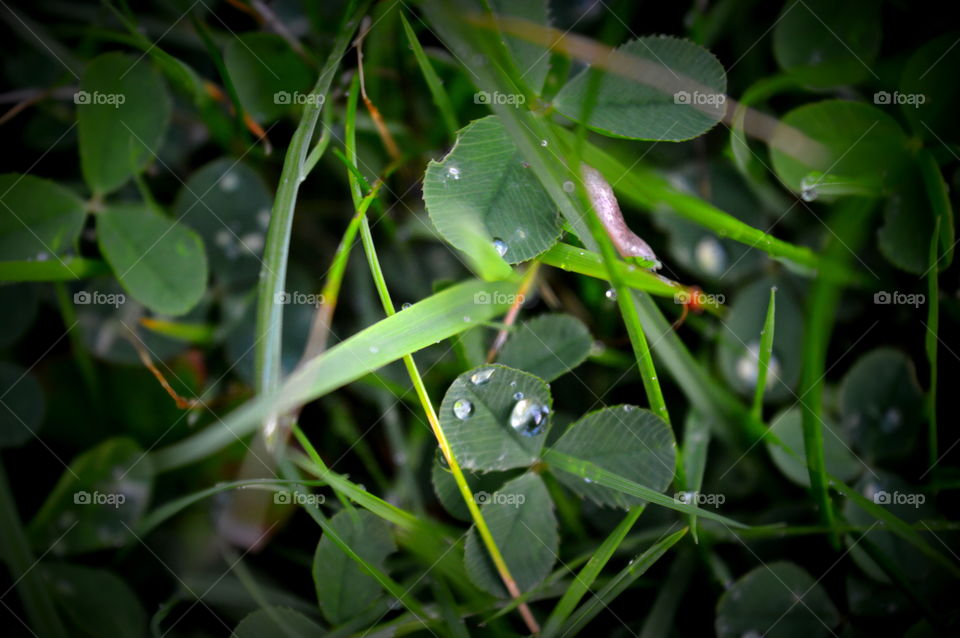 grass in macro