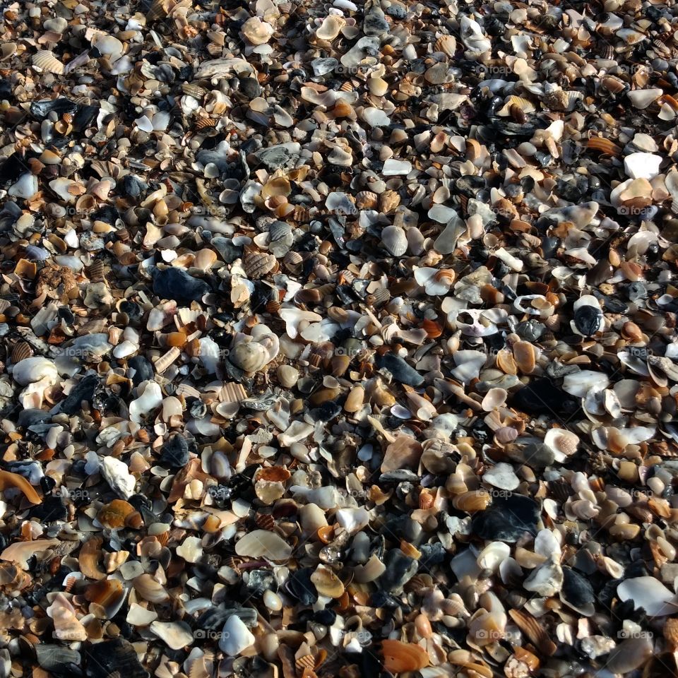 Beach Seashell Substrate