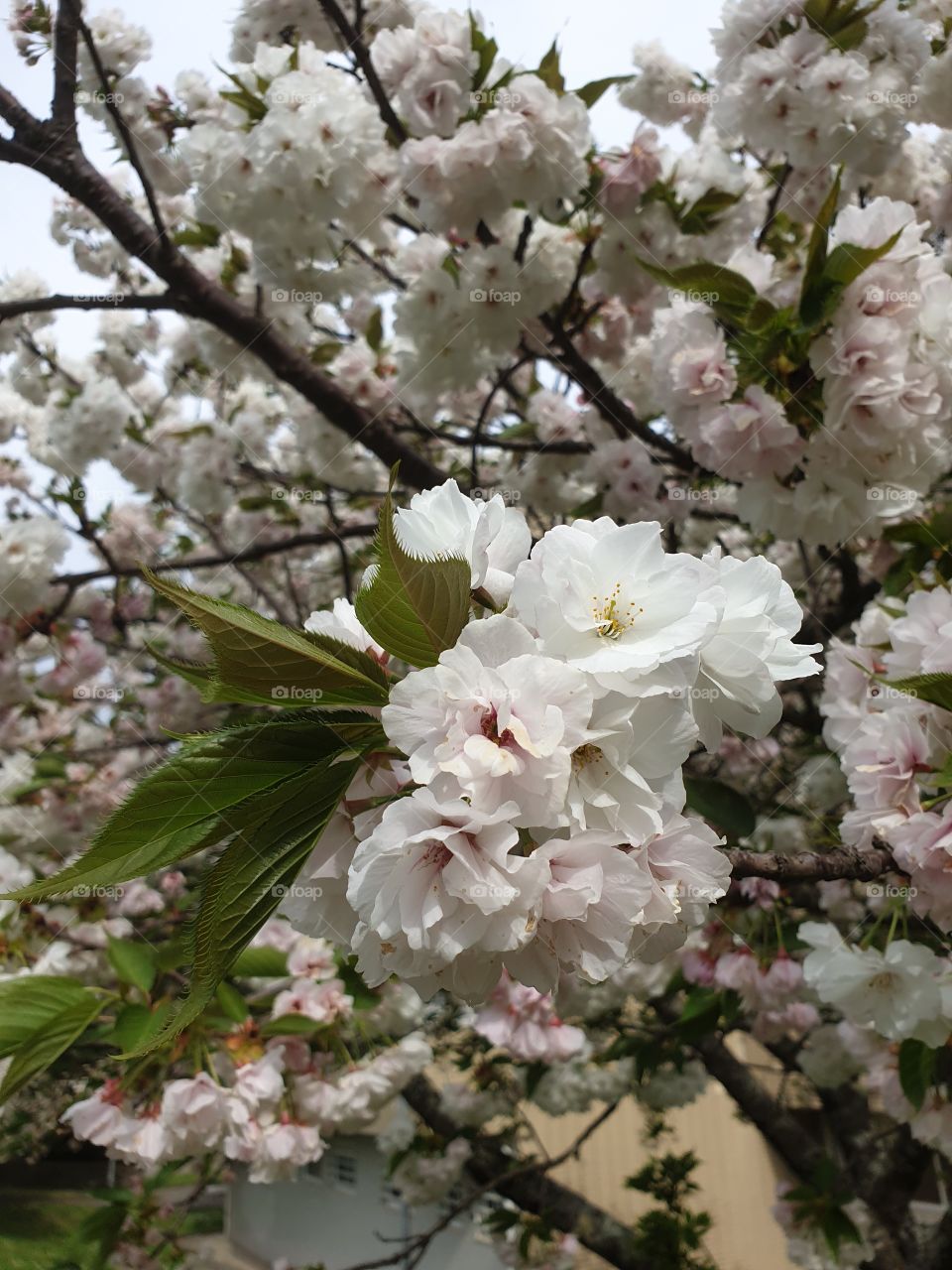 white flowers blooming