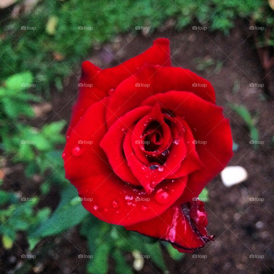 A beautiful red rose, with its flower bud blooming and allowing you to feel its fragrant petals. / Uma linda roseira vermelha, com seu botão de flor desabrochando e permitindo sentir suas pétalas perfumadas.