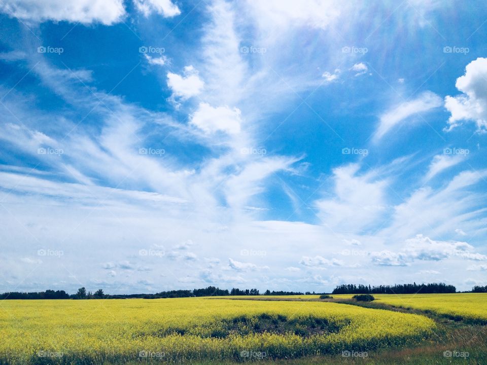 Canola Field