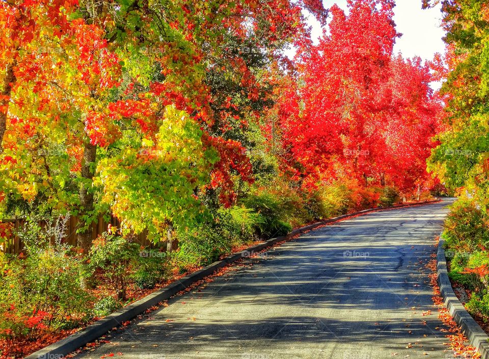 Autumn Colors Before Sunset. Changing Colors Of Autumn Leaves During Golden Hour
