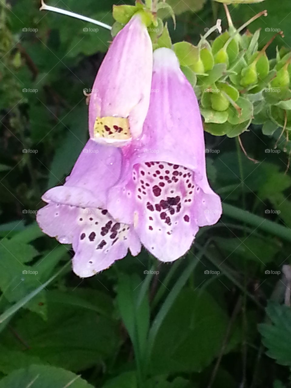 purple flower w/brown spots