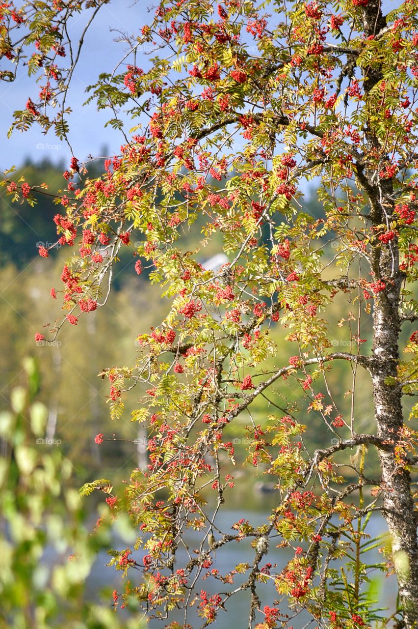 Rowan tree