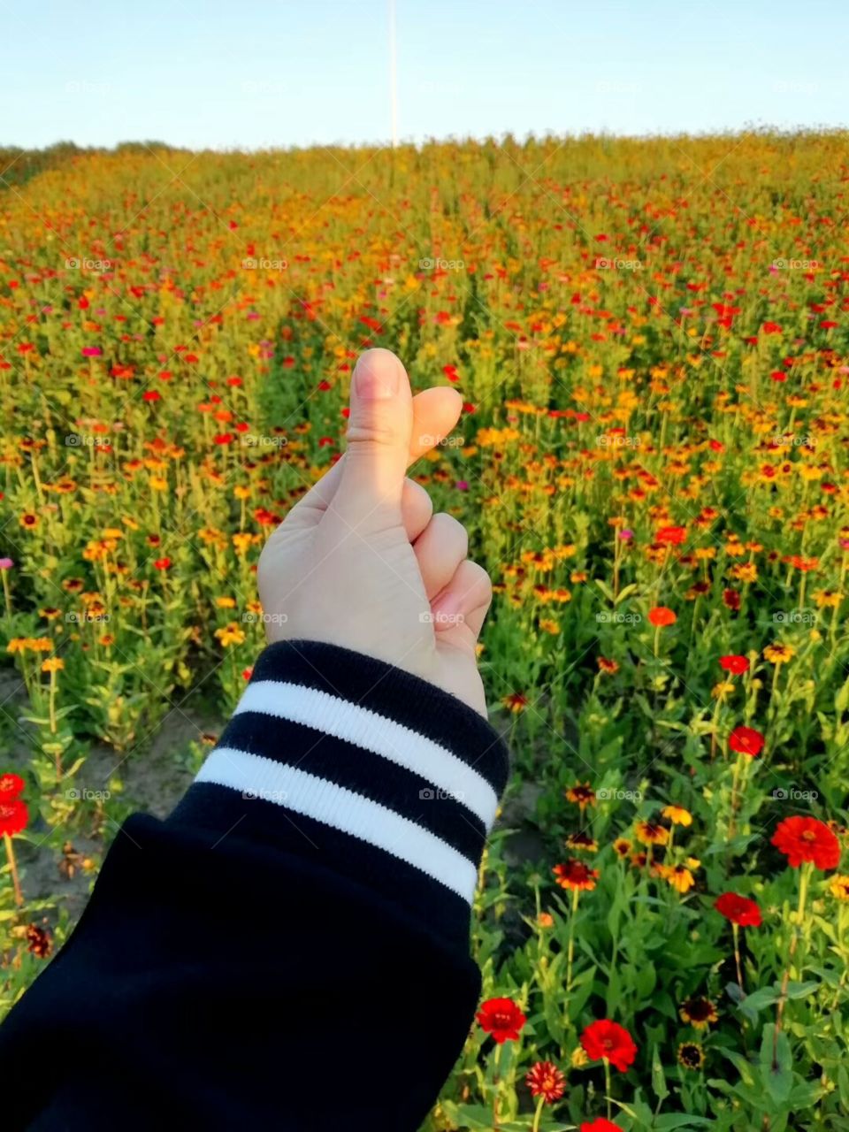 flower field