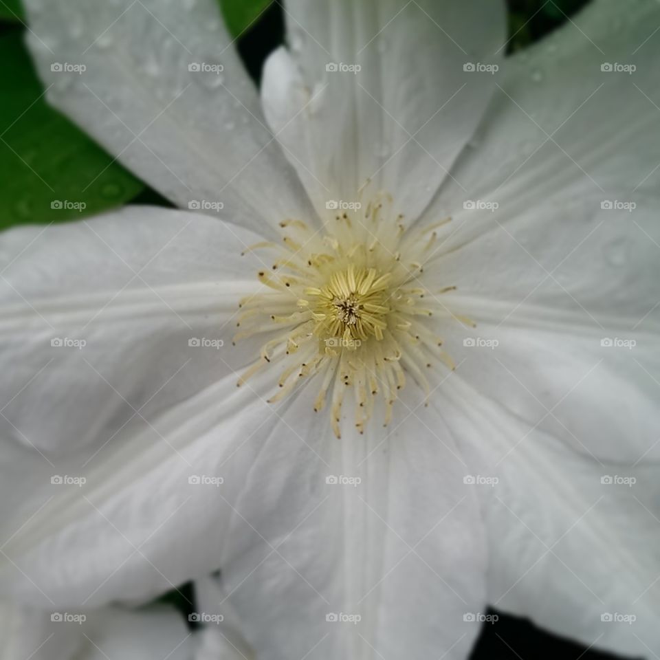 Clematis