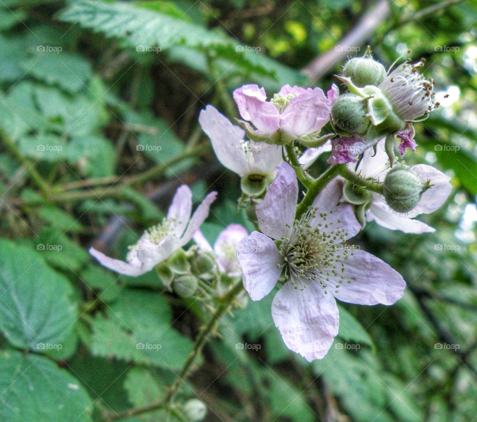 Close-up of flowers