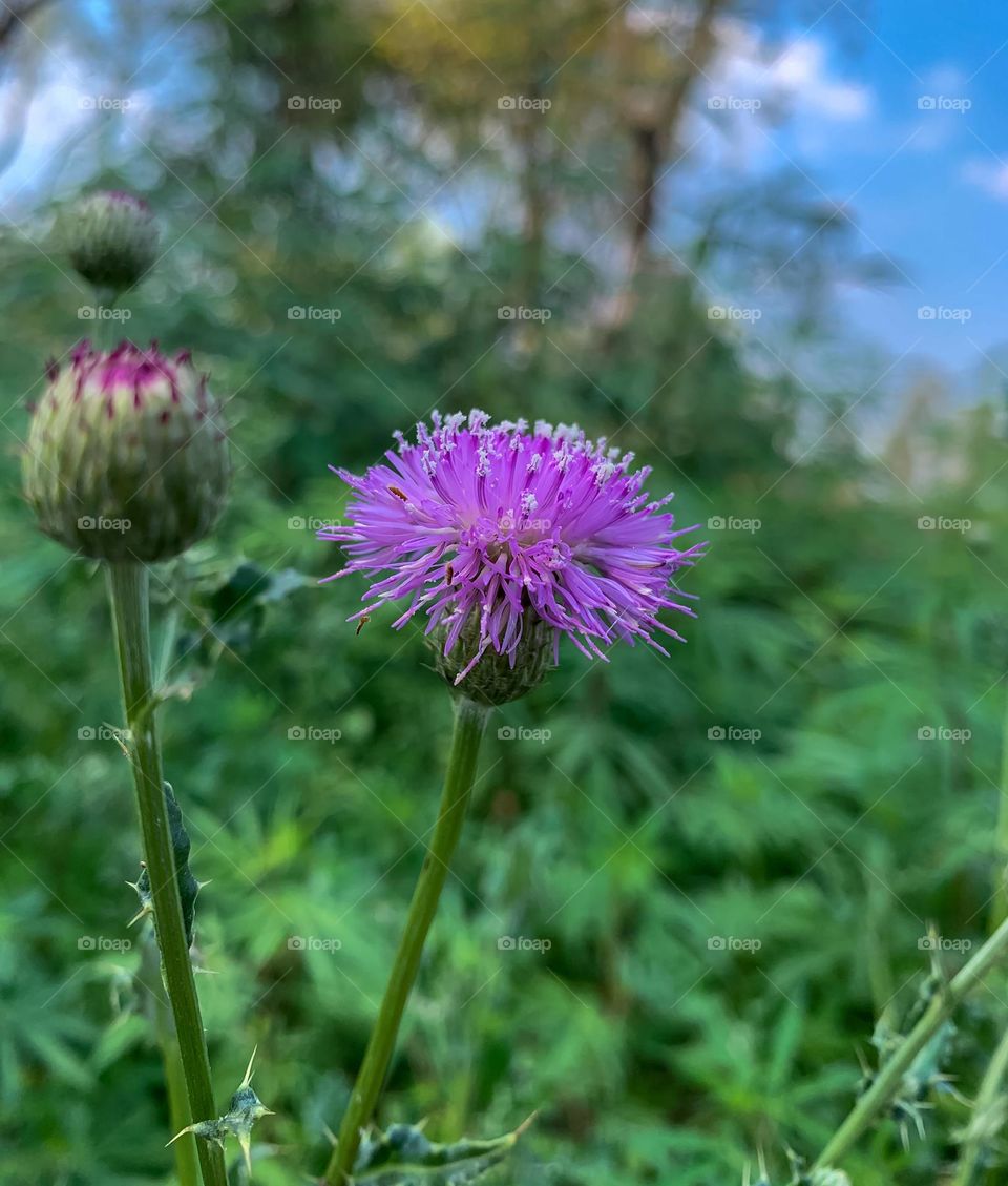 thistle flower with blurry background