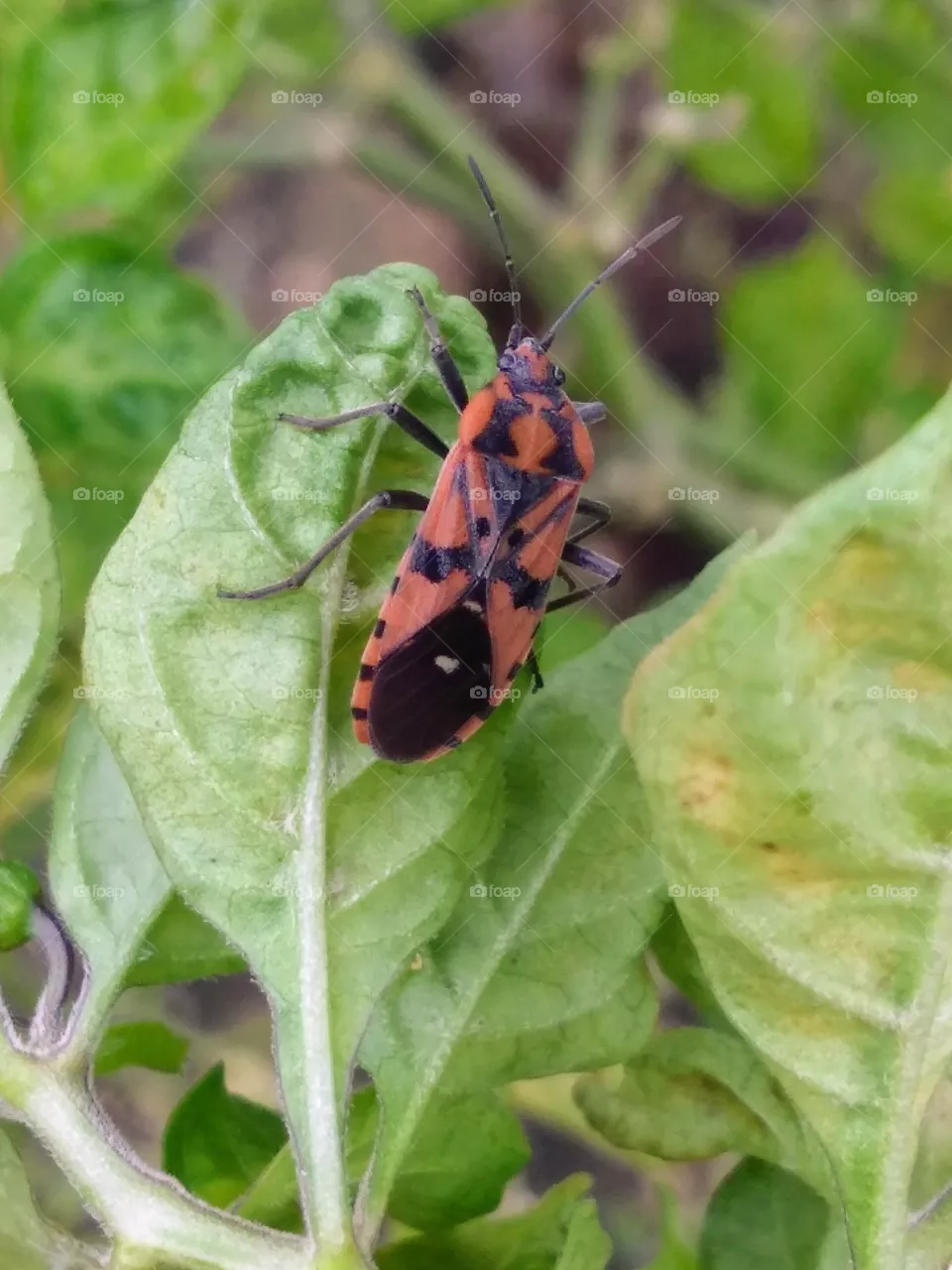 insect