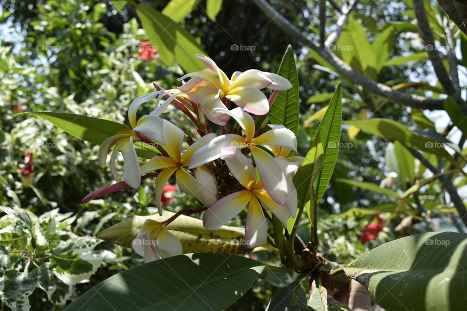 Flowers in Garden