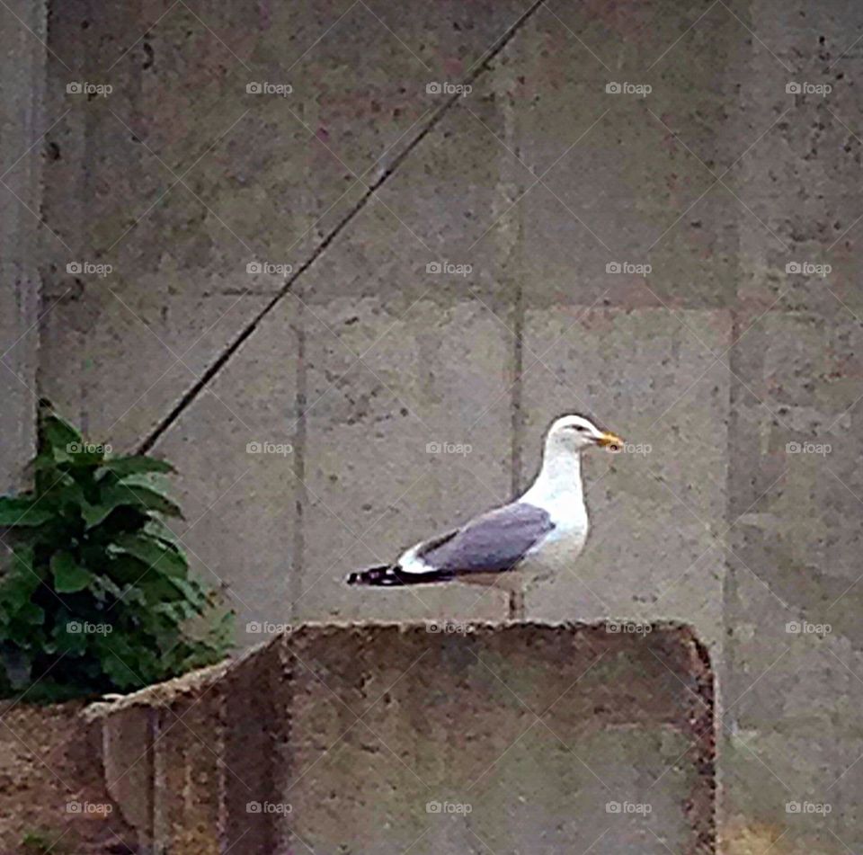 Seagull at the Westerly RI dump