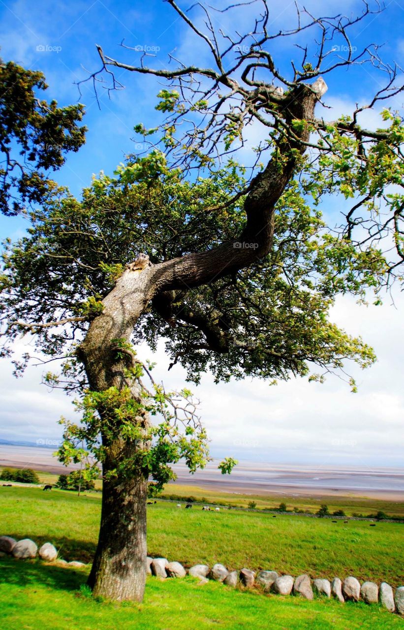 Twisting tree stretching up in front of a view along the beautiful Scottish cost in Dumfriesshire. Beautiful views give it a scenic backdrop.