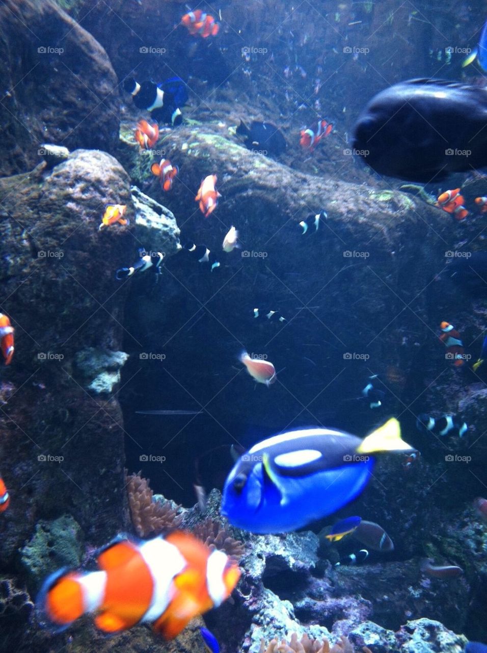 Finding Nemo