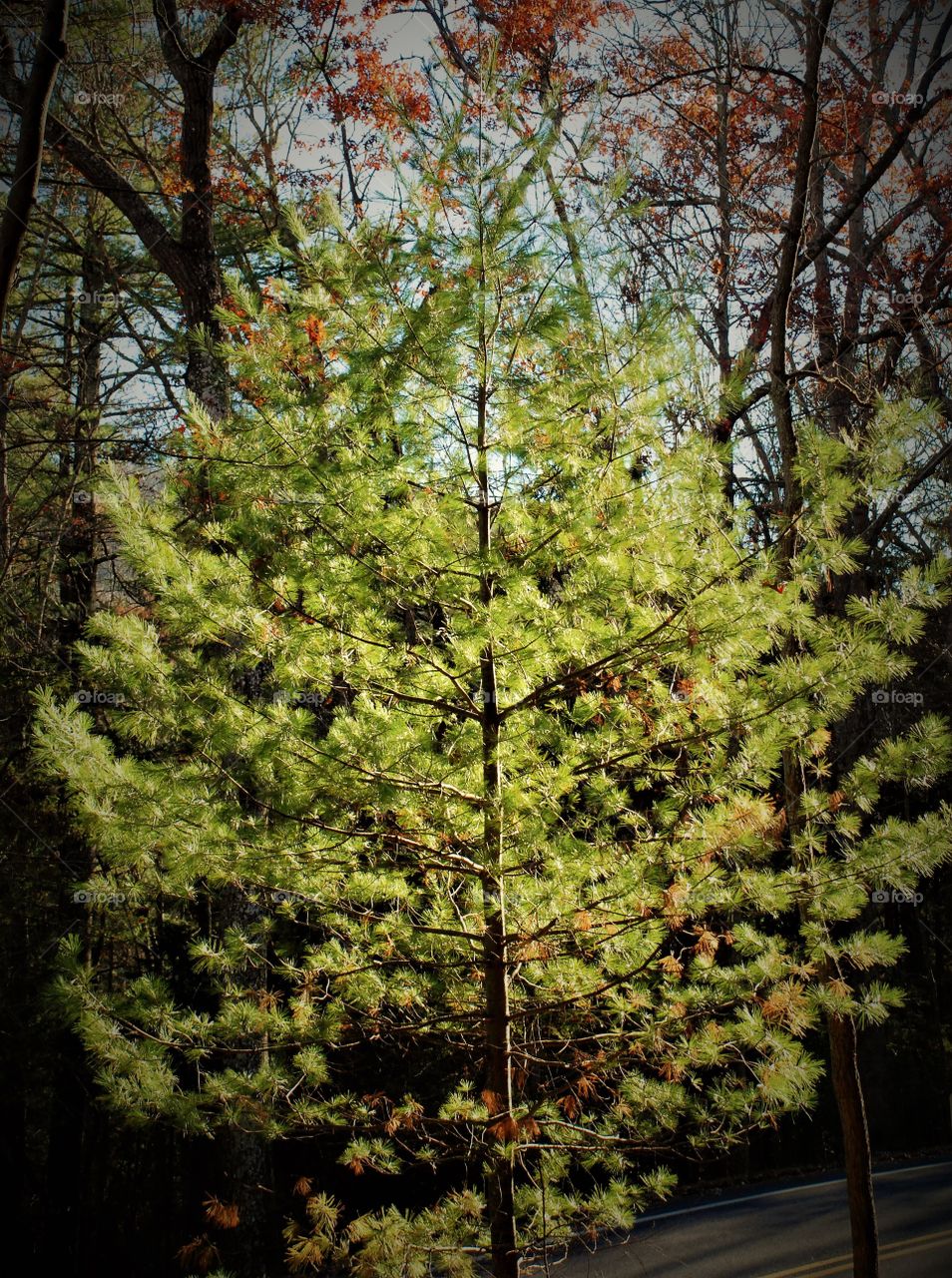 Sunlight on a pine 