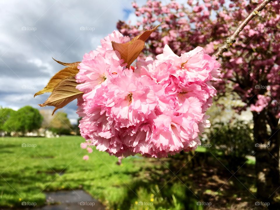 Pink flowers cherry blossom 