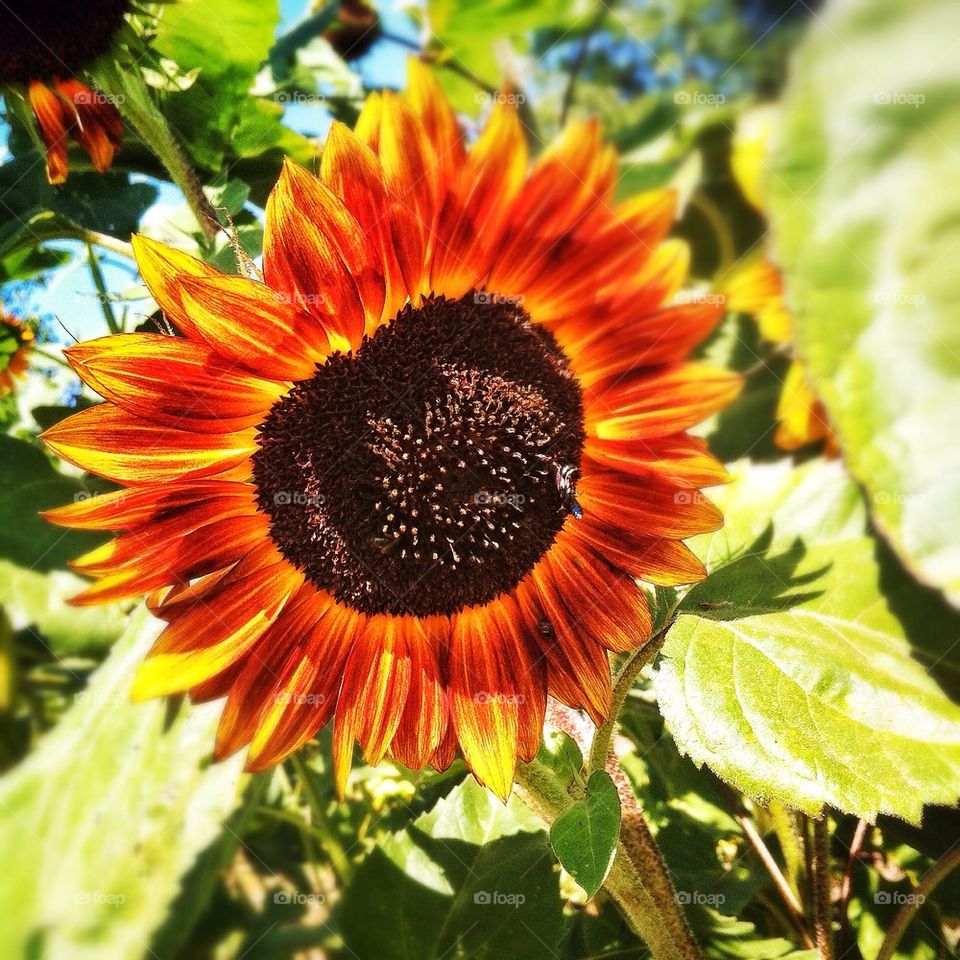 Sunflower on a Sunny day.