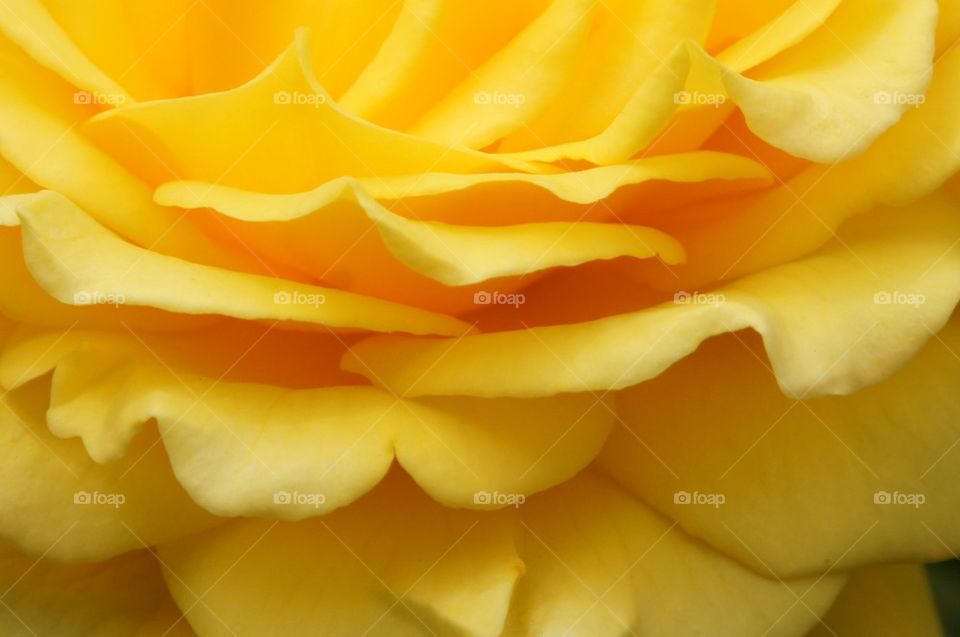 Yellow rose close up of petals