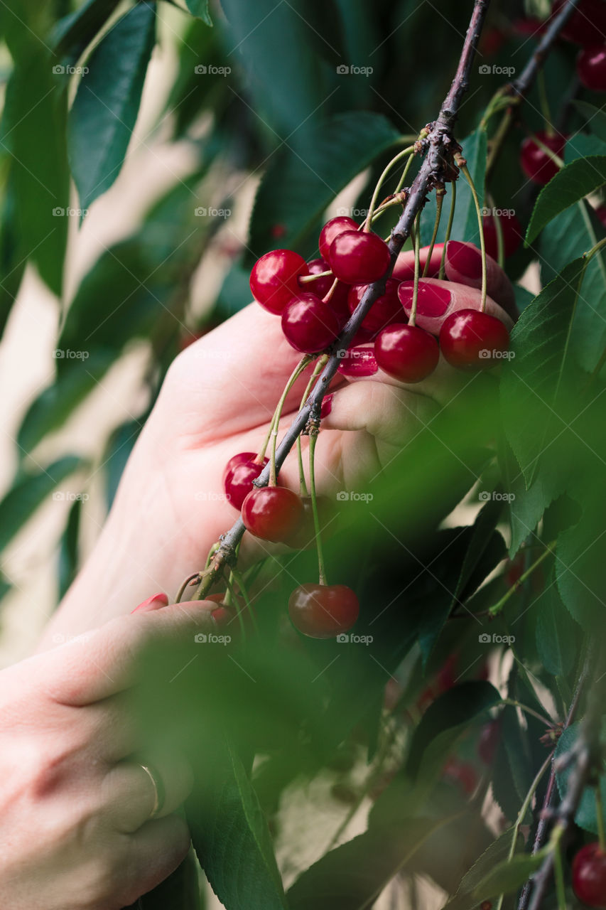 Woman picking cherry berries from tree