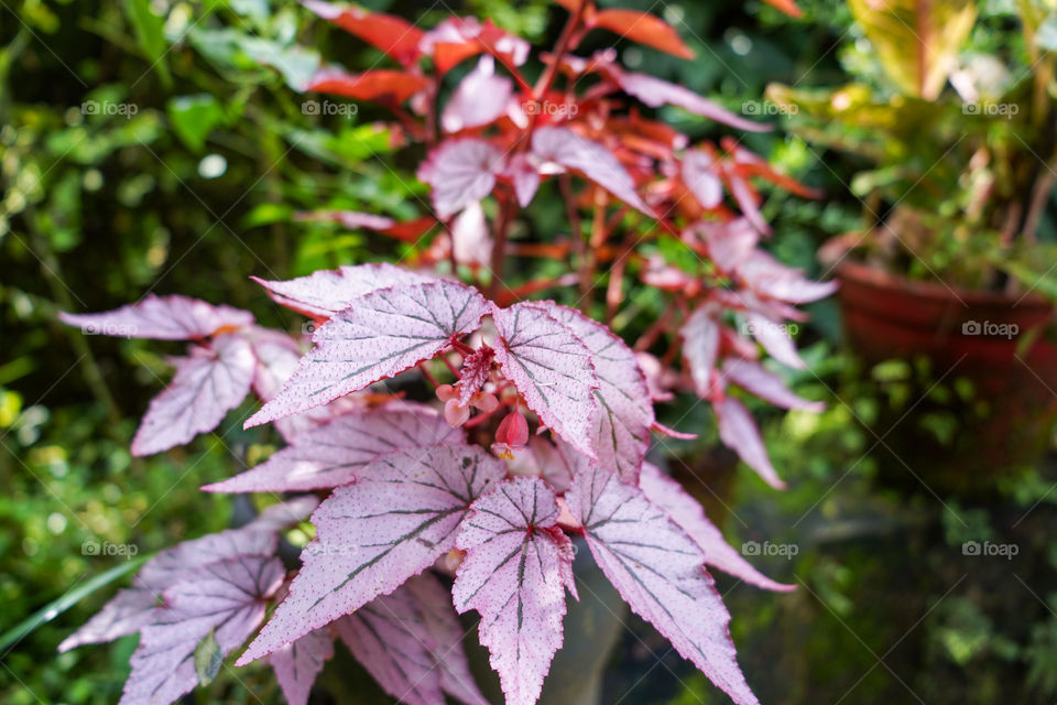 Portraits of a plant 