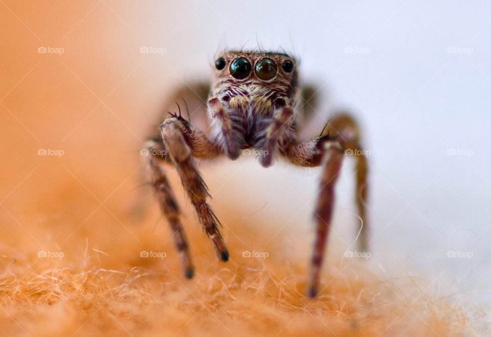 macro spider jumping spider by