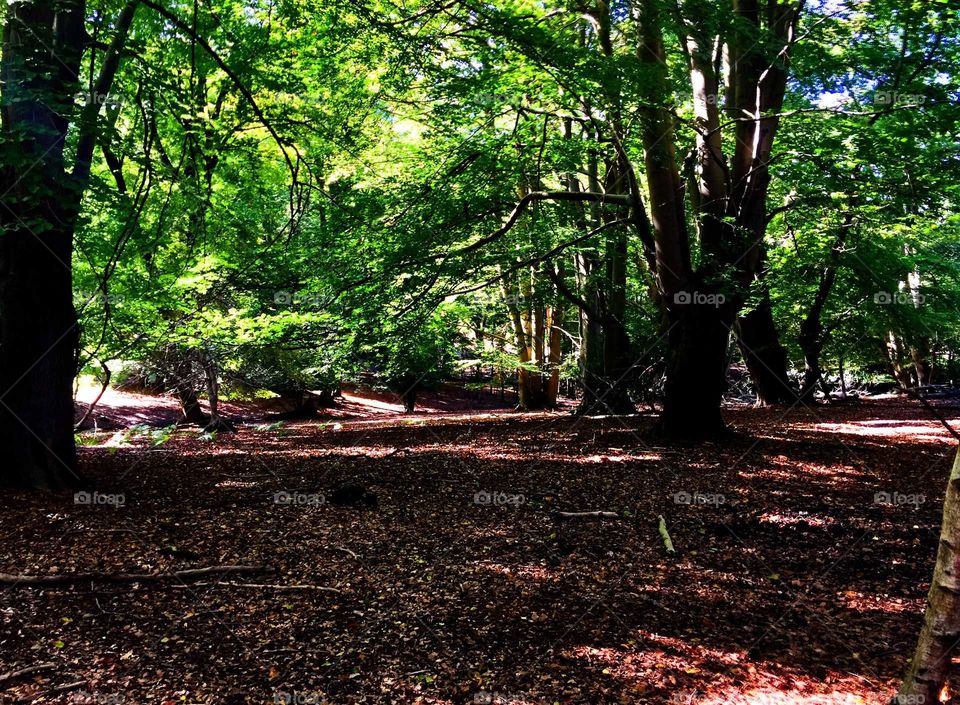 Epping Forest Britain